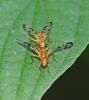 Acidia cognata